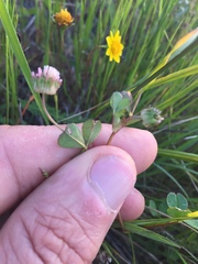 Trifolium microdon