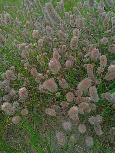 rabbitfoot clover