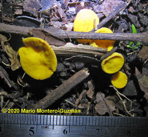 Pyronemataceae image