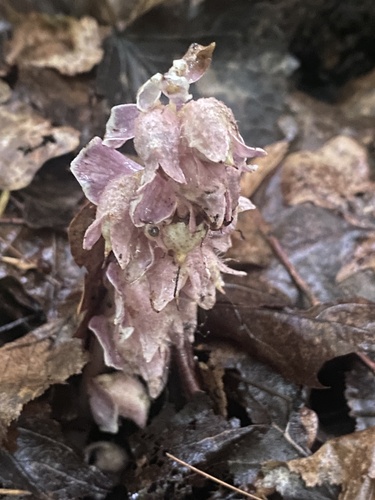 Lathraea squamaria, photograph 5