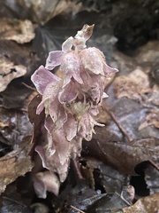 Lathraea squamaria, photograph (c) Katharine Khamhaengwong, some rights reserved (CC BY)