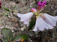 Rhododendron wallichii