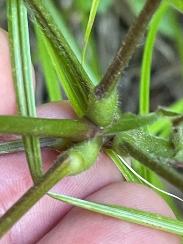 Hylodesmum glutinosum, photograph 5