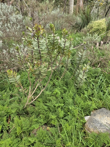 Gomphocarpus cancellatus, photograph 3