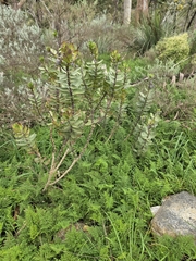 Gomphocarpus cancellatus, photograph (c) herbie-hancock, some rights reserved (CC BY)