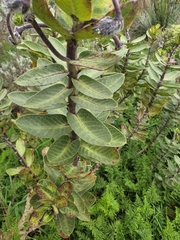 Gomphocarpus cancellatus, photograph (c) herbie-hancock, some rights reserved (CC BY)