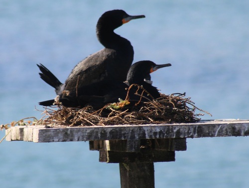 iNaturalist image