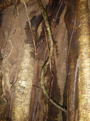 Tarsius spectrumgurskyae