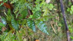 Oplismenus compositus