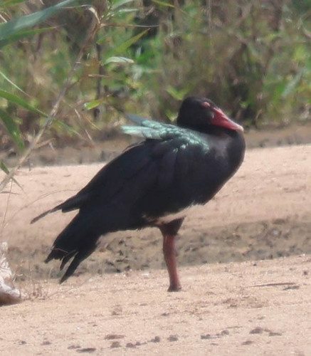 iNaturalist image