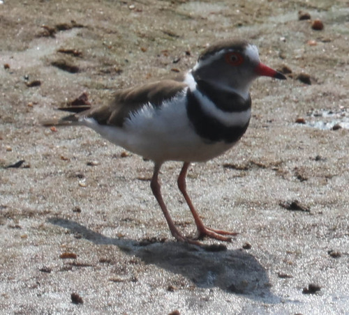 iNaturalist image