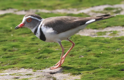 iNaturalist image