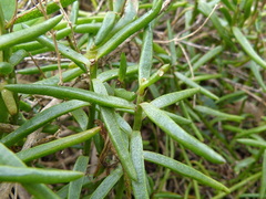 Hemichroa pentandra
