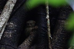 Tarsius spectrumgurskyae