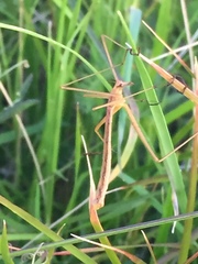 Apterobittacus apterus