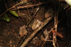 Tarsius spectrumgurskyae