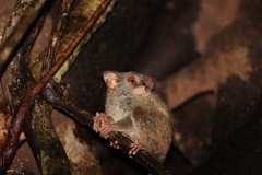 Tarsius spectrumgurskyae