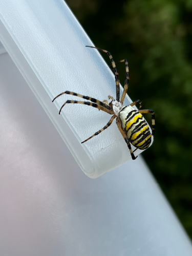Wasp Spider