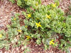 Gunniopsis zygophylloides (Gunniopsis zygophylloides)