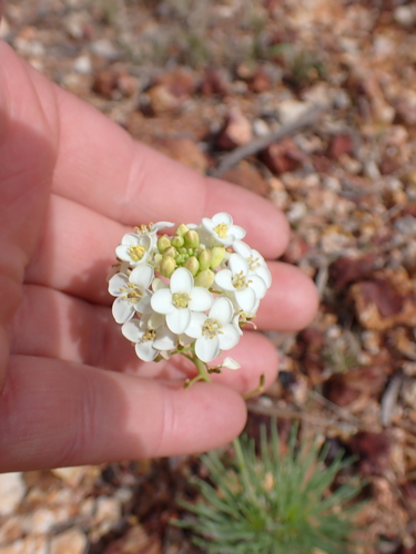 Arabidella glaucescens observed 2026-08-16
