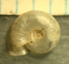 Glyphyalinia