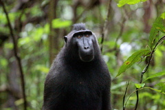 Macaca nigra