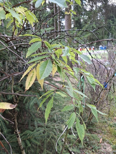 red-berried elder
