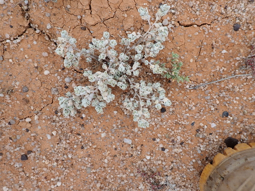 Pop saltbush (Atriplex spongiosa)
