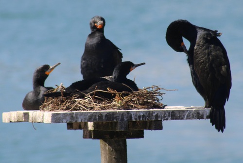 iNaturalist image