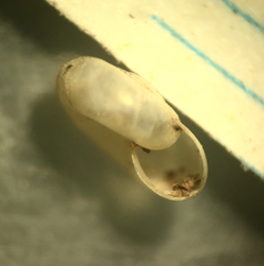 Glyphyalinia