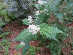 Neillia incisa