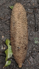 Amphilophium crucigerum, photograph (c) fmunoz, some rights reserved (CC BY)