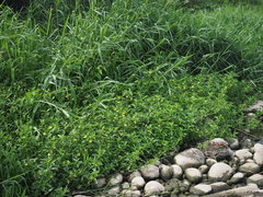 Ludwigia taiwanensis