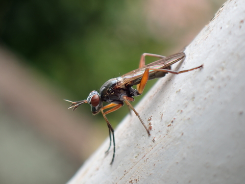 Sepedon aenescens, 2026-07-19