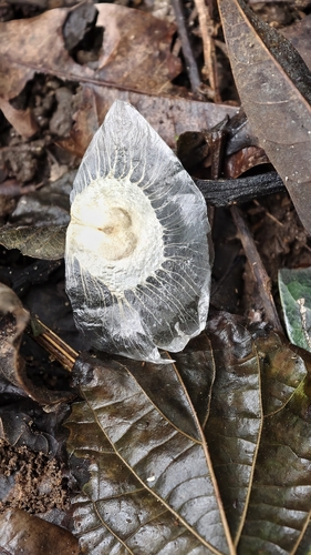 Amphilophium crucigerum, photograph 3