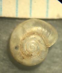 Glyphyalinia