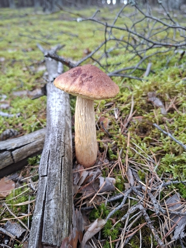 Aureoboletus projectellus