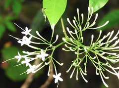 Pavetta hongkongensis