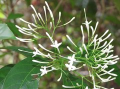 Pavetta hongkongensis