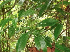 Pavetta hongkongensis