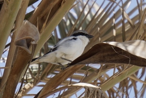 Great Gray Shrike