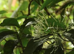 Pavetta hongkongensis