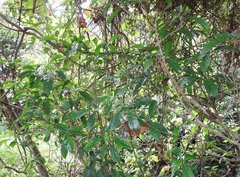 Pavetta hongkongensis