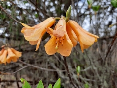 Rhododendron cinnabarinum
