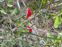 Leptosema aphyllum, photograph smathichong, CC BY, iNaturalist via GBIF