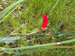Leptosema aphyllum, photograph smathichong, CC BY, iNaturalist via GBIF