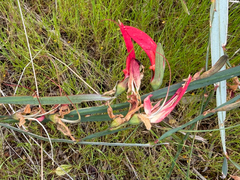 Leptosema aphyllum, photograph smathichong, CC BY, iNaturalist via GBIF