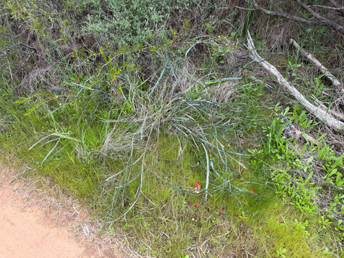 Leptosema aphyllum, photograph 5