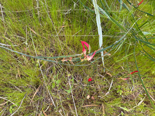 Leptosema aphyllum, photograph 4