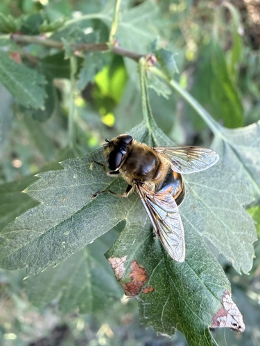 Common Drone Fly